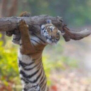 Profile photo of Mshmoud El Azhary