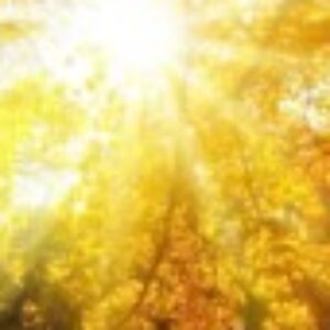 Profile photo of Ahmed Mageed